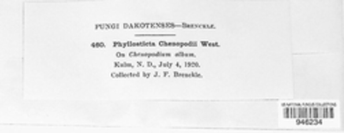 Heterosporicola image